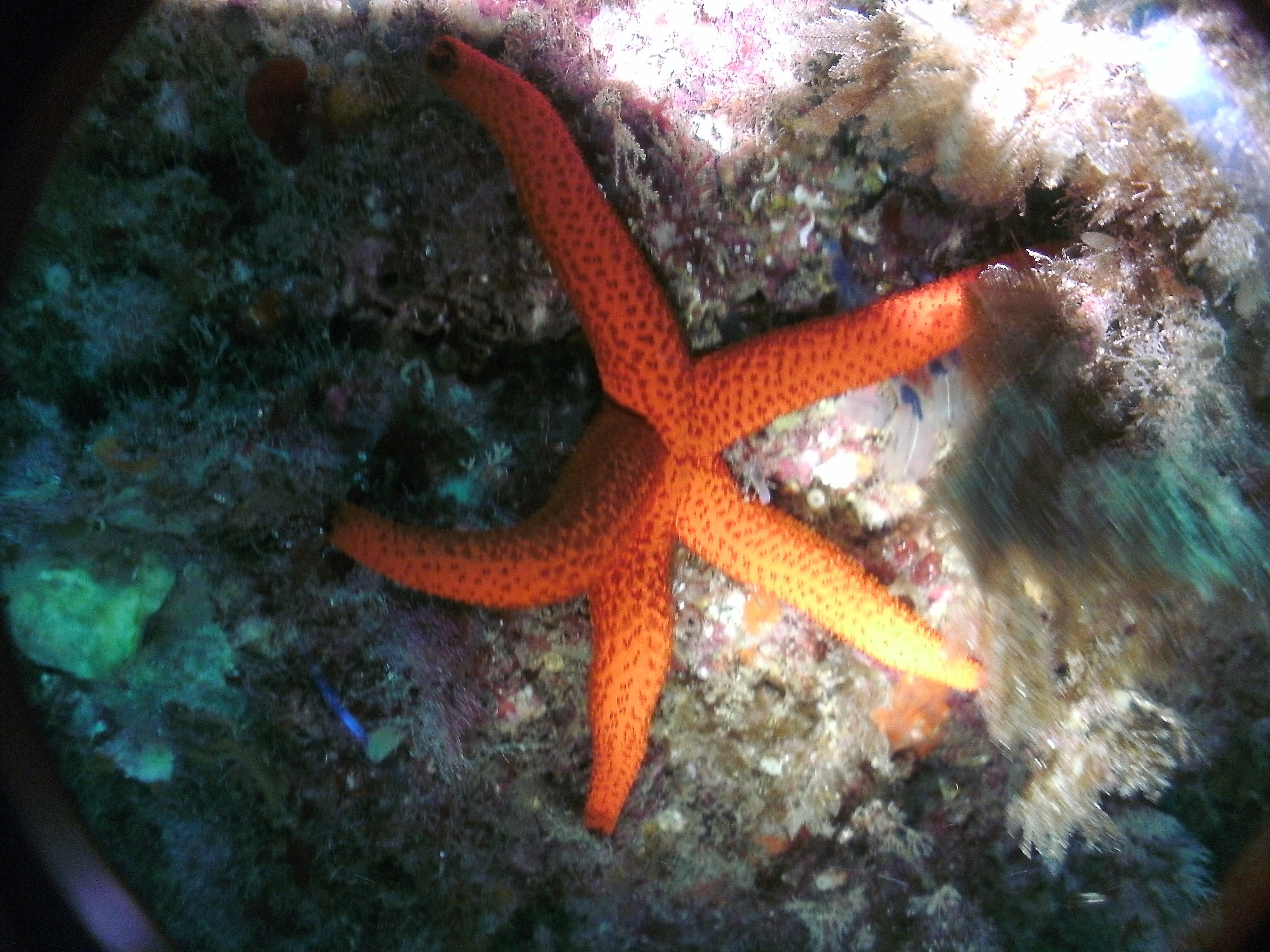 Estrella de mar naranja sobre roca submarina