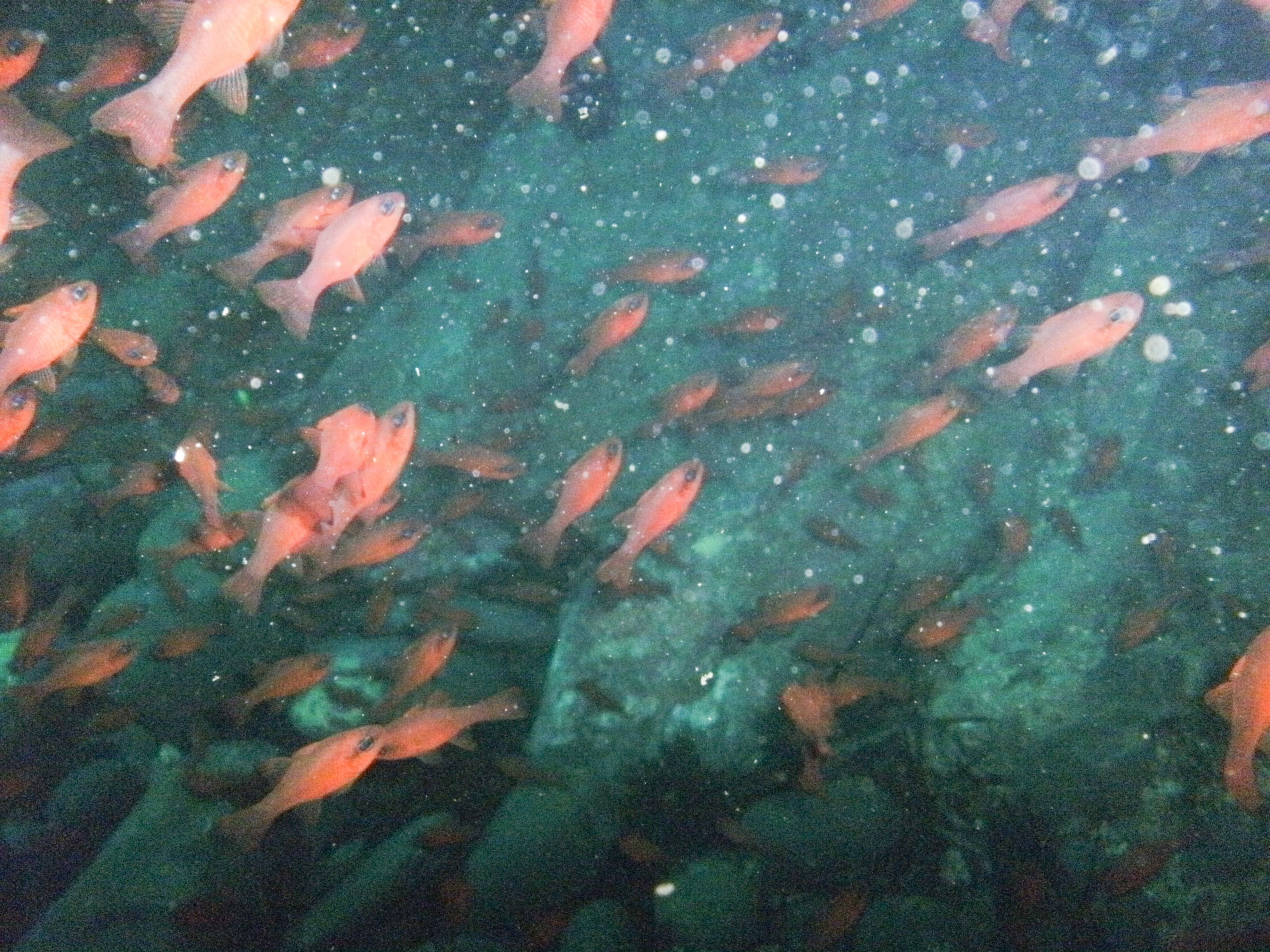 Banco de peces naranja en arrecife mediterráneo