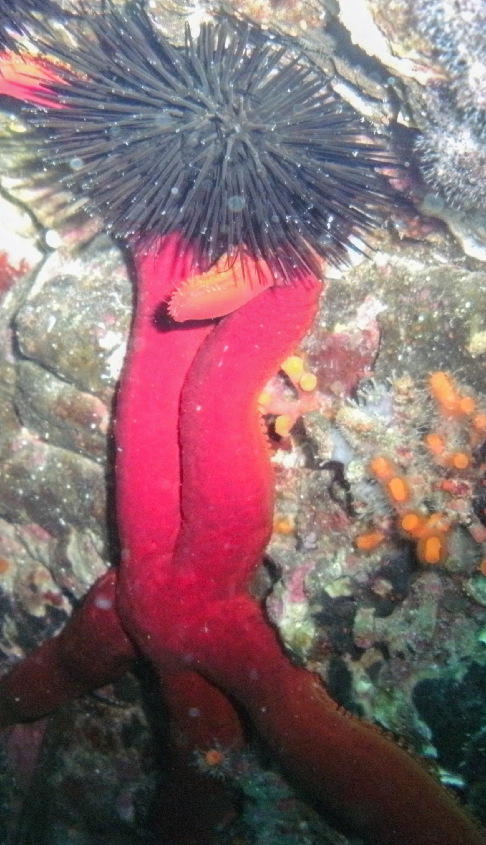 Estrella de mar roja junto a erizo marino